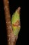 Silver Birch Betula pendula. Lateral Bud Closeup