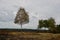 Silver birch betula pendula tree on burnt heathland