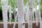 Silver birch Betula pendula tree forest. Dreamy image of white