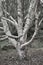 Silver birch Betula pendula tree in a winter woodland