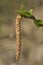 Silver Birch Catkin - Betula pendula