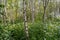 Silver Birch and Cow Parsley