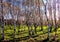 Silver Birch, Derbyshire.