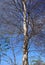 Silver birch, tall, set against blue skies.