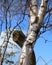 Silver birch, tall, set against blue skies, close up.