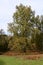 Silver Birch Tree - Betula pendula - East Wretham Heath NWT Nature Reserve, near Thetford, Norfolk, England, UK