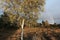 Silver birch tree/Betula Pendula glowing in the afternoon light Skipwith Common East Yorkshire England