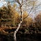 Silver birch tree/Betula Pendula glowing in the afternoon light Skipwith Common East Yorkshire England