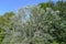 Silver Birch Tree with Silver Leaves