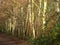 Silver birch tree trunks beside a woodland trail