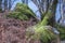 Silver Birch trees amongst the bracken and moss covered boulders