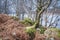 Silver Birch trees amongst the bracken and moss covered boulders