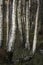Silver birch trees in autumn woodland
