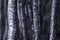 Silver birch trees monochromatic image