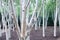 Silver birch trees. White woodland. Magical forest.