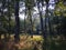 Silver birch trees in woodland illuminated by sunlight