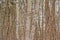 Silver birch treetrunks forest detail - Betula pendula
