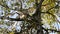 Silver birch, warty birch or European white birch Betula pendula