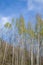 Silver birches