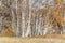 Silver birches