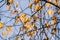 Silver Birches Betula pendula colorful autumn leaves on a blue sky background, California