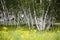 Silver birches and flowers