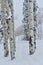 Silver Birches Powder Day: A Christmas Miracle at Beaver Creek Ski Resort