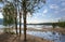 Silver Birches on the shore of Coniston Water