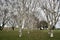 Silver birches in winter, Copenhagen.