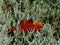 silver blue English lavender leaves with rusty red oak leaf background