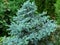 Silver blue spruce Picea pungens Hoopsii becomes an ornament of any garden. Selective focus