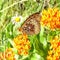 Silver-bordered Fritillary