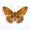 Silver-bordered Fritillary Butterfly: Conceptual Installation Art In Bold Chromaticity