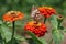 Silver Bordered Fritillary Butterfly on Orange Zinnias