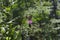 Silver-bordered fritillary in the forest