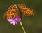 Silver-bordered Fritillary sitting on a flower