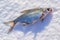 Silver bream lying on the ice. Fishing in winter with ice.