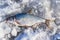 Silver bream lying on the ice. Fishing in winter with ice on the jig