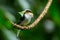 Silver-breasted Broadbil