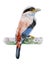 Silver-breasted-Broadbill