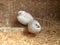 Silver Button Quail pair