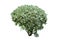 Silver Buttonwood bush Tropical landscaping garden shrub