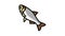 silver carp color icon animation