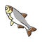 silver carp color icon vector illustration