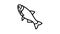 silver carp line icon animation