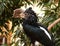 Silver cheeked hornbill, bycanistes brevis