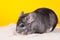 Silver Chinchilla bathing in white sand