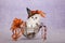 Silver Chinchilla kitten wearing orange Halloween witch hat sitting inside spider shape metal basket