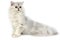 Silver Chinchilla Persian Domestic Cat, Adult sitting against White Background