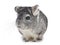 Silver Chinchilla sitting on white